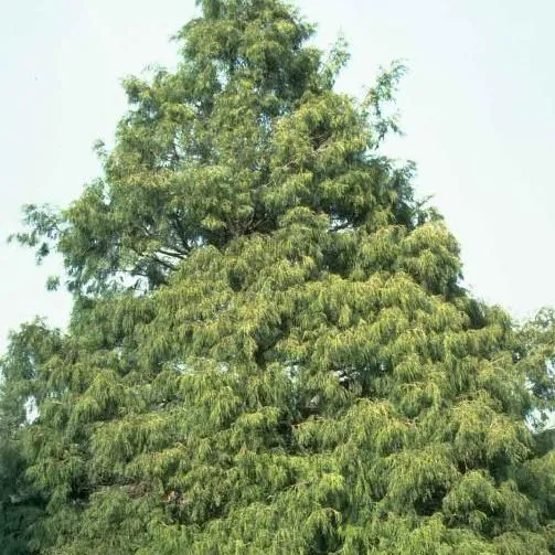 thumbnail for publication: Chamaecyparis pisifera 'Filifera': Sawara Falsecypress